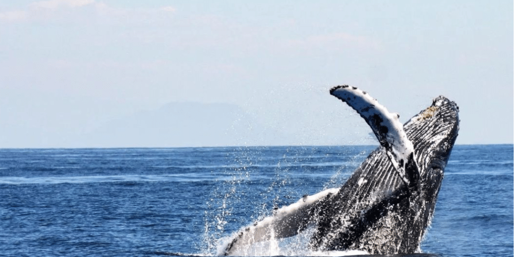 Comienza oficialmente la temporada de avistamiento de ballenas en Baja California Sur