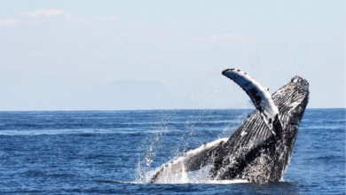 Comienza oficialmente la temporada de avistamiento de ballenas en Baja California Sur