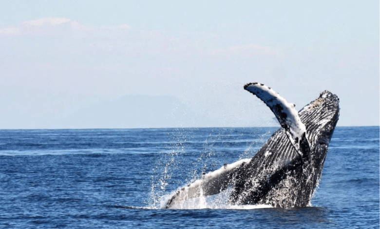 Comienza oficialmente la temporada de avistamiento de ballenas en Baja California Sur