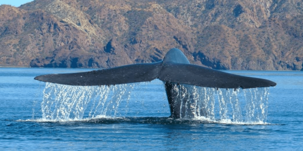 El Festival de la Ballena: Una celebración para proteger a nuestros gigantes del mar