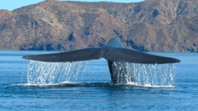 El Festival de la Ballena: Una celebración para proteger a nuestros gigantes del mar