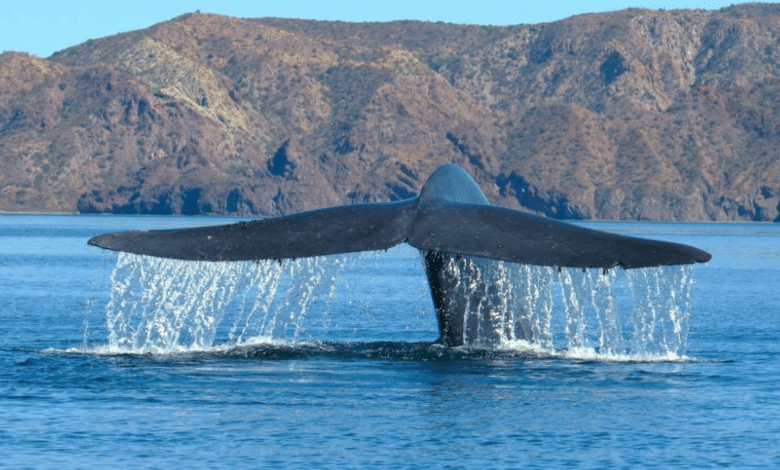 El Festival de la Ballena: Una celebración para proteger a nuestros gigantes del mar