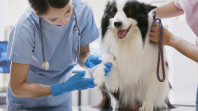 Inician jornadas de esterilización de mascotas en comunidades rurales de Loreto