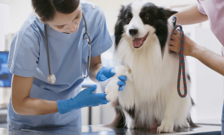 Inician jornadas de esterilización de mascotas en comunidades rurales de Loreto