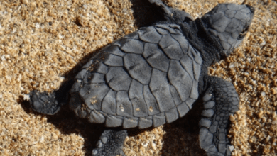 Liberan 200 tortugas golfinas en la playa Las Viudas para preservar especies marinas