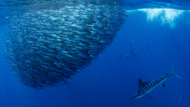 Los 3 peces más grandes que habitan el Golfo de California