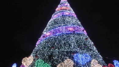 Los Cabos se ilumina con la magia navideña: Encienden el árbol en San José del Cabo