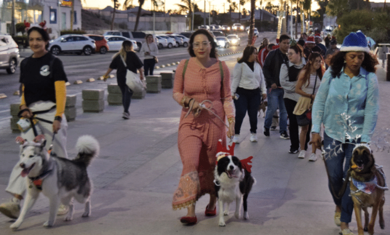 ¡De pelos! Pasarela navideña de lomitos en el malecón de La Paz