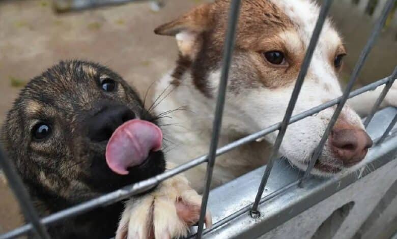 Animales no son juguetes para regalar en Navidad, recuerdan