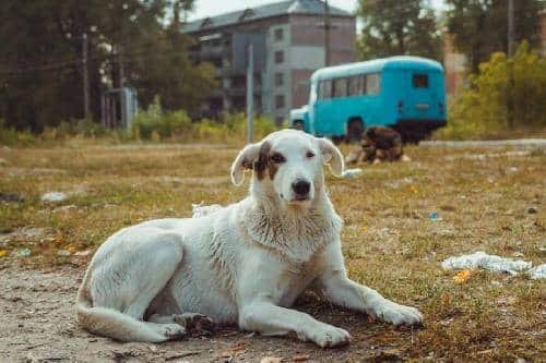 Chernobyl y sus perros: hallazgo científico no esperaban encontrar   