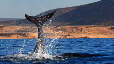 Vive la magia de Los Cabos: Avistamiento de ballenas y exquisita comida mexicana en un solo lugar