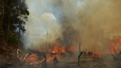 Áreas remotas de Los Cabos, las más vulnerables a incendios forestales debido a la sequía