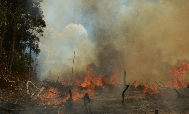 Áreas remotas de Los Cabos, las más vulnerables a incendios forestales debido a la sequía