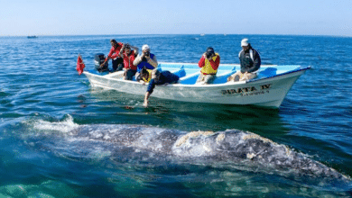 Avistamiento de ballenas en Baja California Sur una experiencia única que impulsa el turismo y la economía local