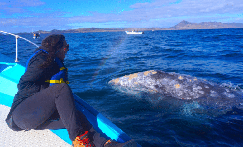 Medidas para un avistamiento responsable de la ballena gris en La Paz