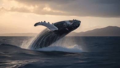 ¡Es temporada de ballenas! El mejor momento para vivir este espectáculo natural único