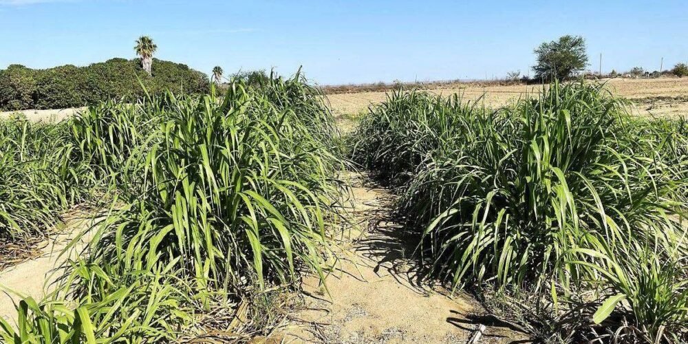 Apoyo al sector ganadero de BCS; impulsan producción de forraje ante la sequía