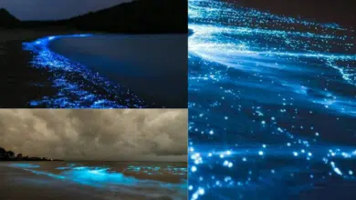 Las aguas bioluminiscentes de Baja California Sur un espectáculo natural único