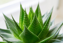 Aloe vera para quemaduras del sol: cómo usarlo de forma segura