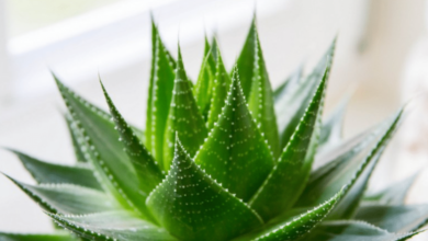 Aloe vera para quemaduras del sol: cómo usarlo de forma segura