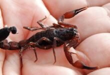 Aprende a diferenciar alacranes peligrosos de los inofensivos