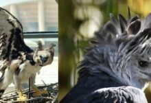 Avistamiento de Aguila Arpía se vuevle viral