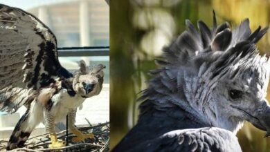 Avistamiento de Aguila Arpía se vuevle viral