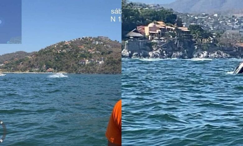 Confirman y protegen el nacimiento de una cría de ballena en costas de Guerrero
