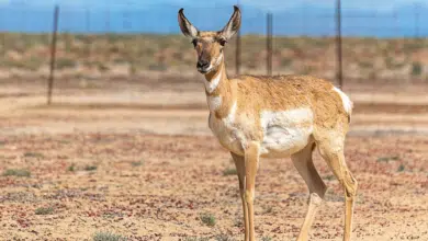 El berrendo peninsular, una especie en peligro de extinción en Baja California Sur