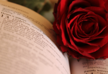 Libro y rosa