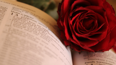Libro y rosa